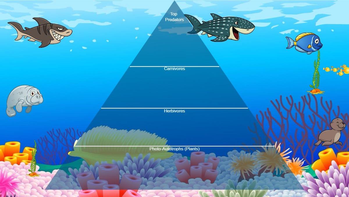 Ocean Ecological Pyramid - TEMPLATE