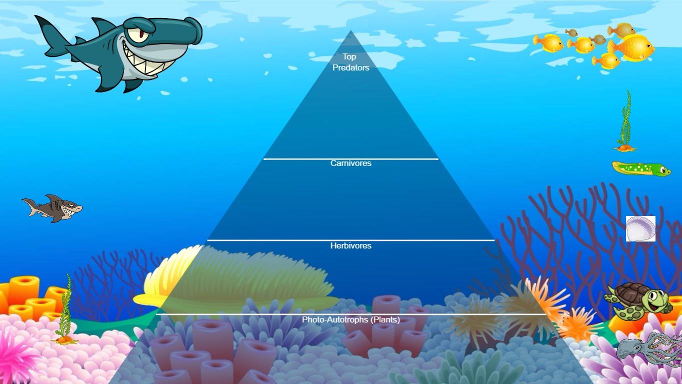 Ocean Ecological Pyramid - TEMPLATE