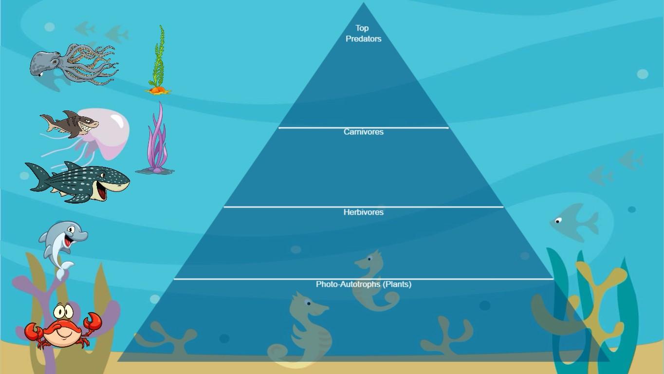 Ocean Ecological Pyramid - TEMPLATE