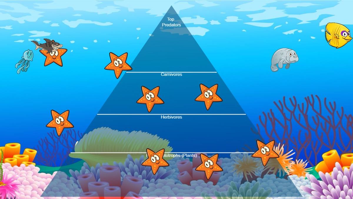 Ocean Ecological Pyramid - TEMPLATE