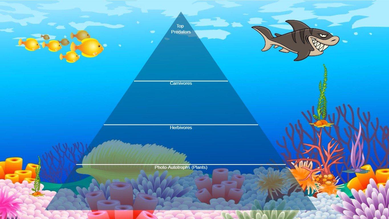 Ocean Ecological Pyramid - TEMPLATE