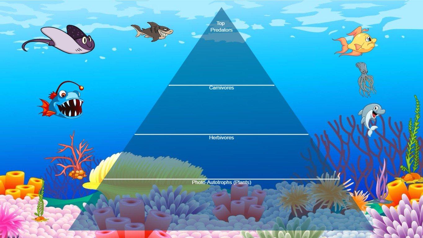 Ocean Ecological Pyramid - TEMPLATE