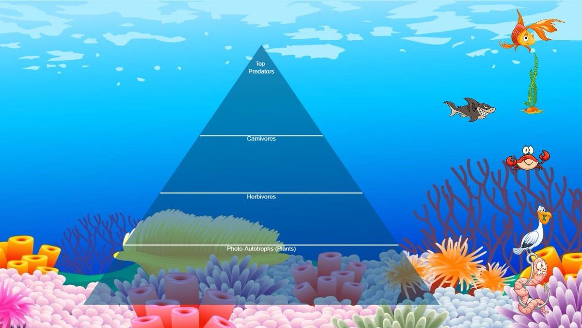 Ocean Ecological Pyramid - TEMPLATE