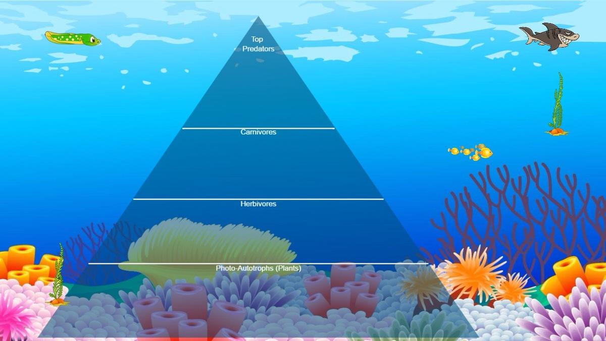 Ocean Ecological Pyramid - TEMPLATE