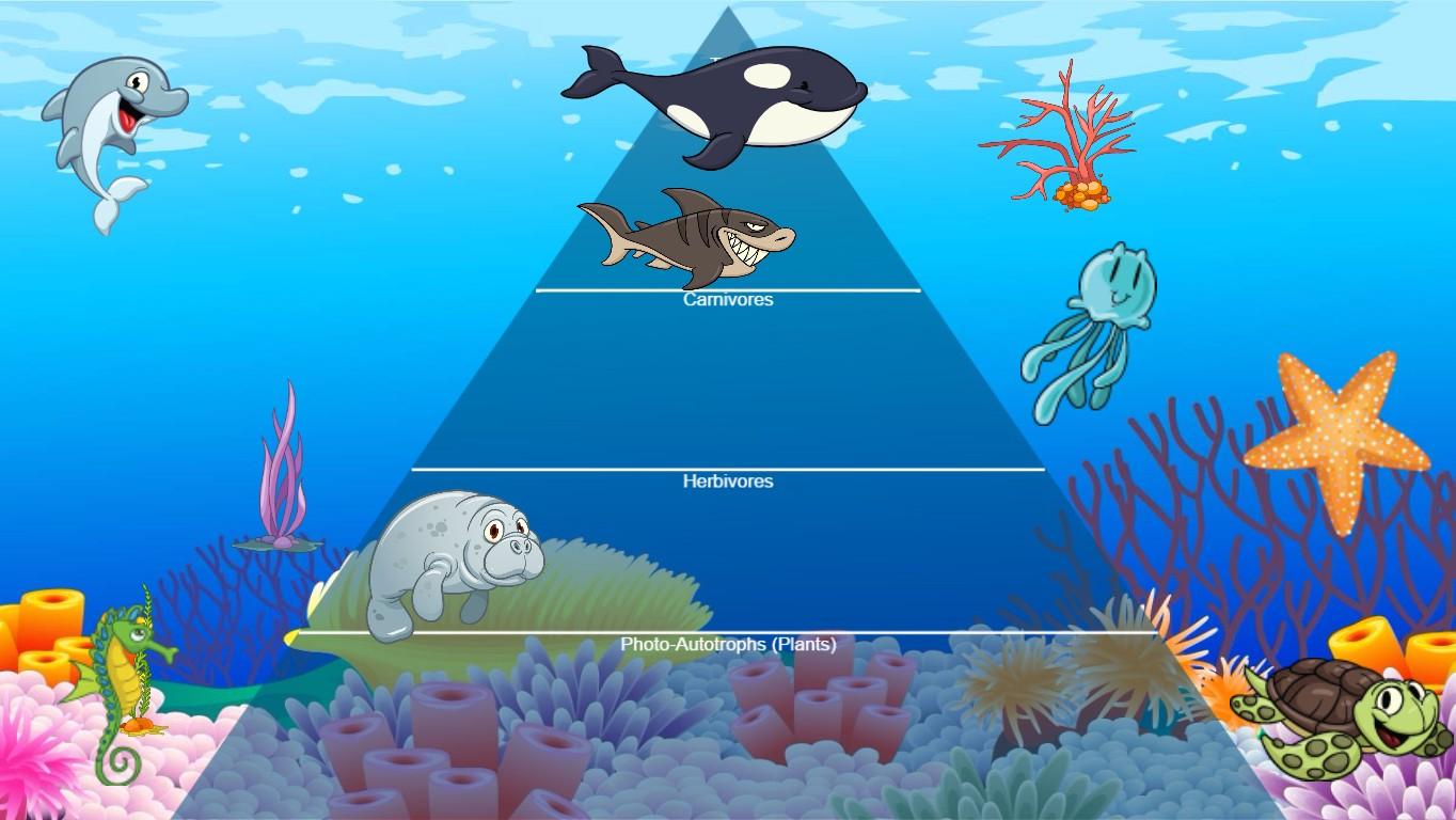 Ocean Ecological Pyramid - TEMPLATE