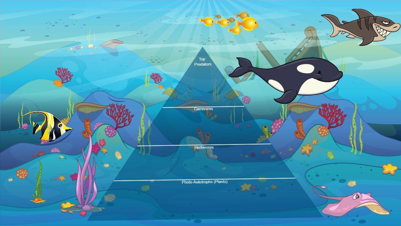 Ocean Ecological Pyramid - TEMPLATE