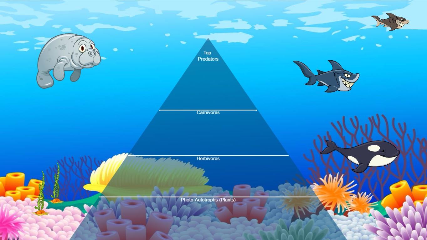 Ocean Ecological Pyramid - TEMPLATE