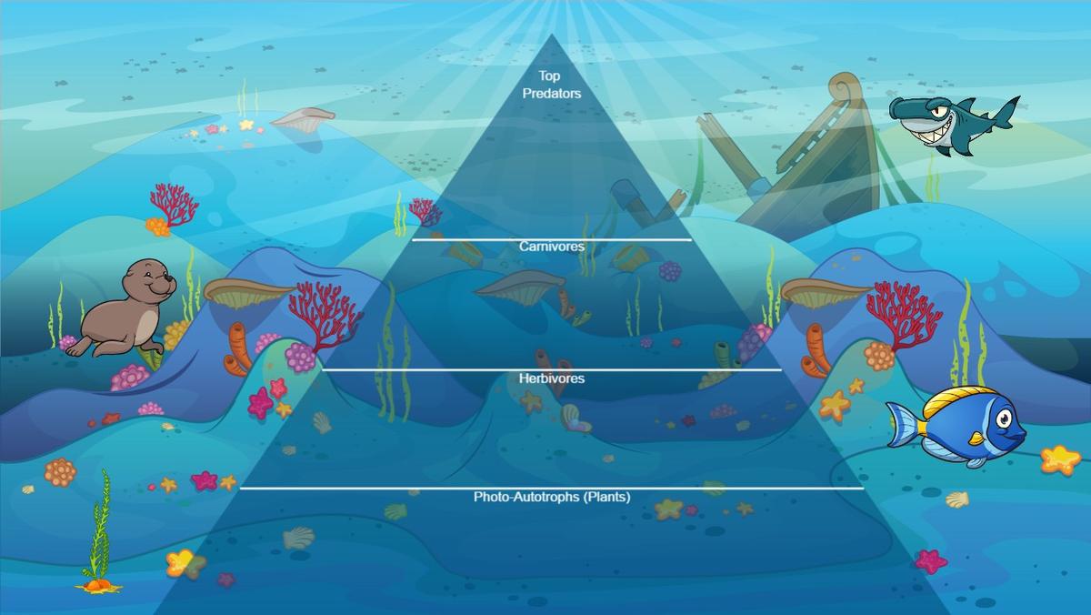 Ocean Ecological Pyramid - TEMPLATE