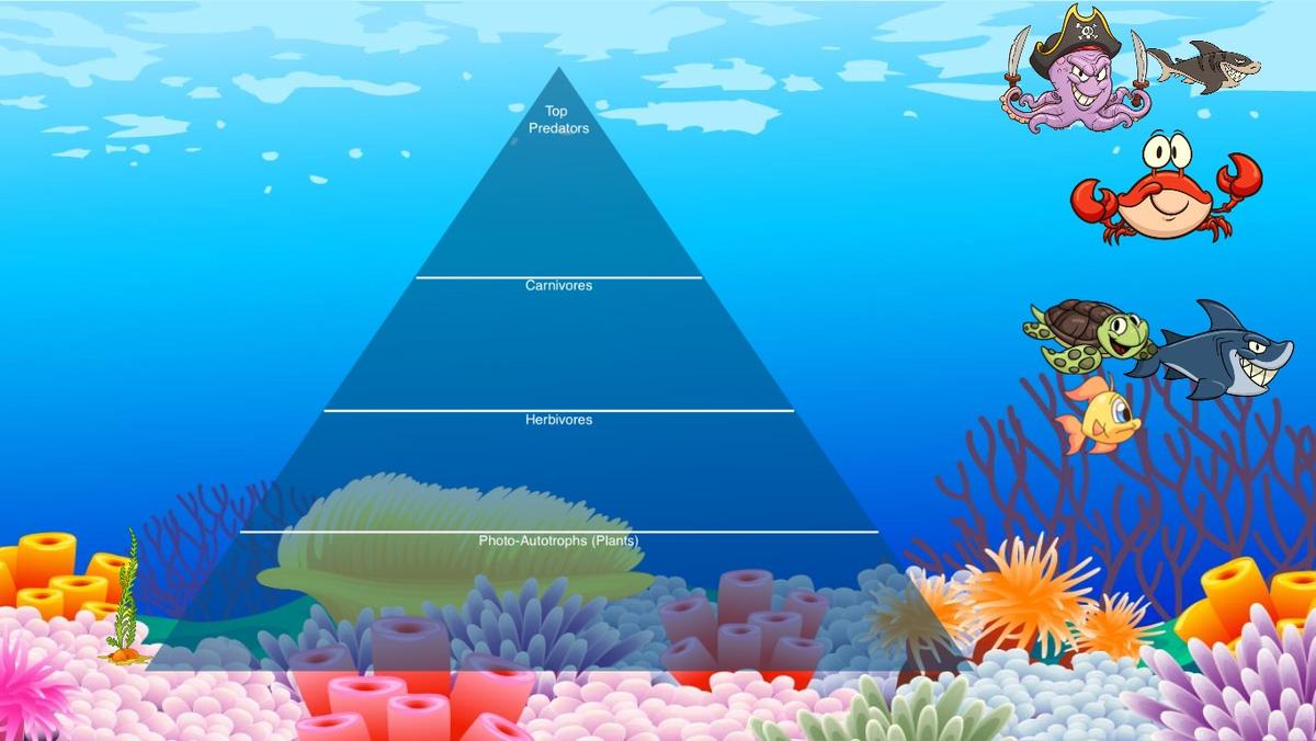 Ocean Ecological Pyramid - TEMPLATE