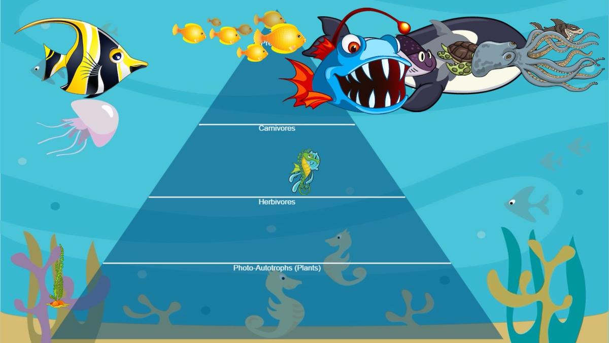 Ocean Ecological Pyramid - TEMPLATE