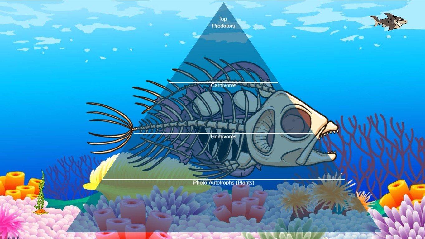 Ocean Ecological Pyramid - TEMPLATE