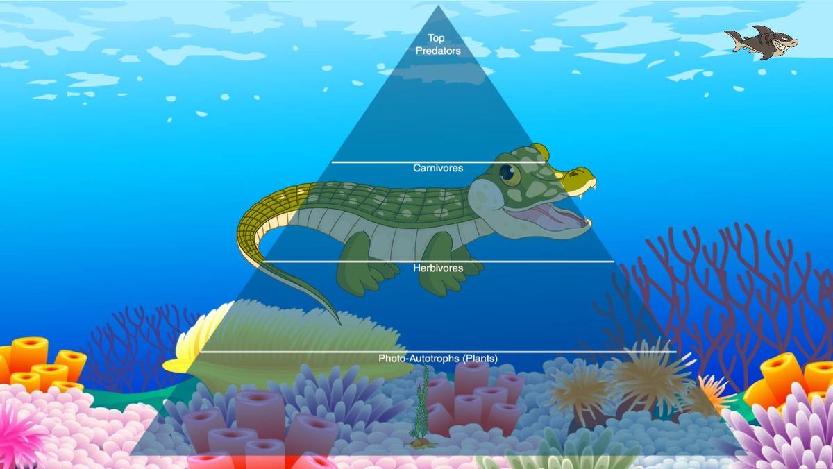 Ocean Ecological Pyramid - TEMPLATE