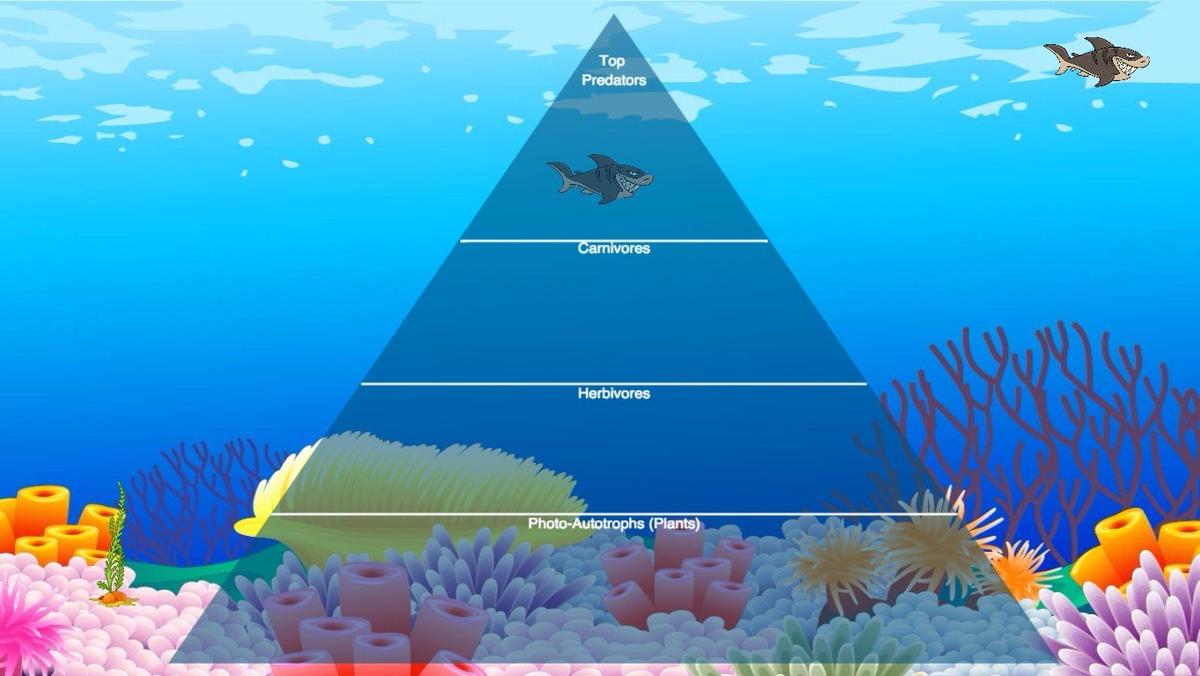 Ocean Ecological Pyramid - TEMPLATE