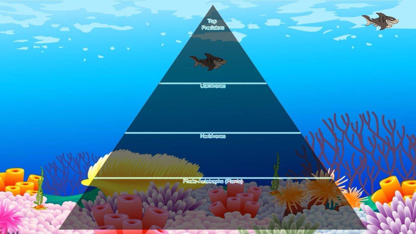 Ocean Ecological Pyramid - TEMPLATE