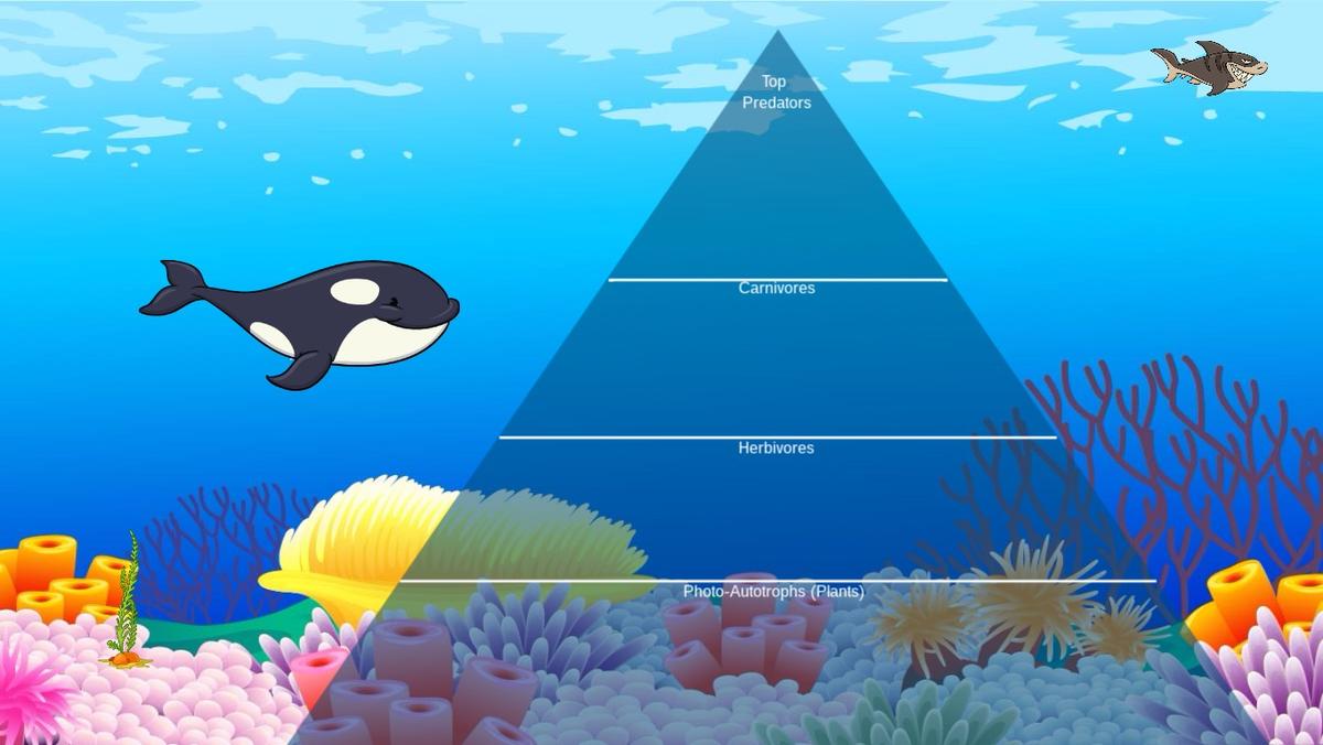 Ocean Ecological Pyramid - TEMPLATE