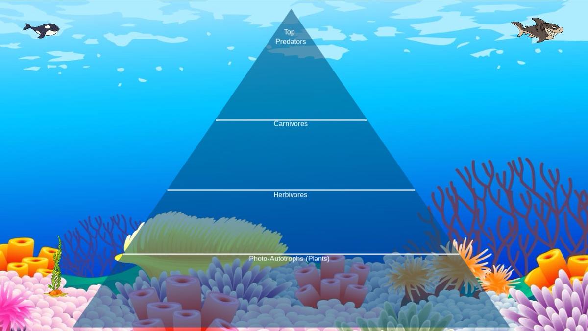 Ocean Ecological Pyramid - TEMPLATE