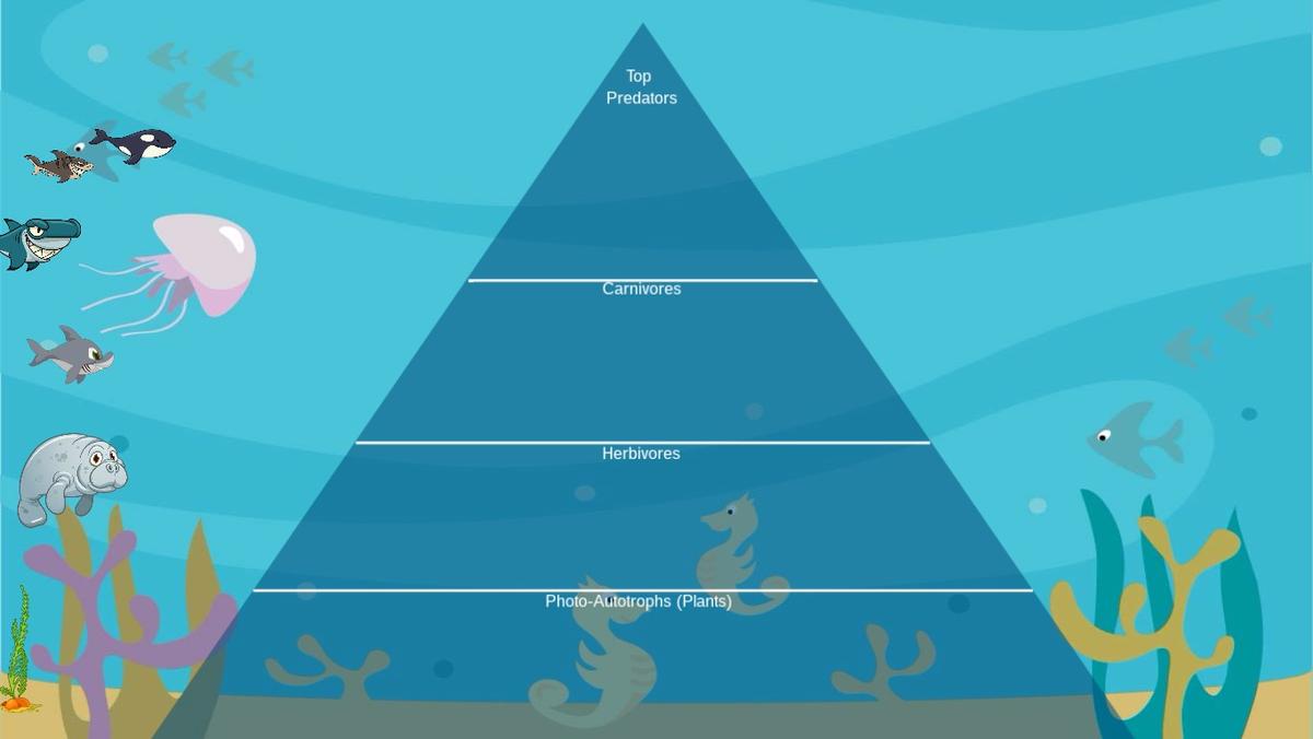 Ocean Ecological Pyramid - TEMPLATE