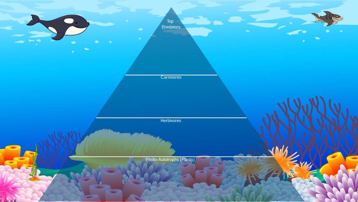 Ocean Ecological Pyramid - TEMPLATE