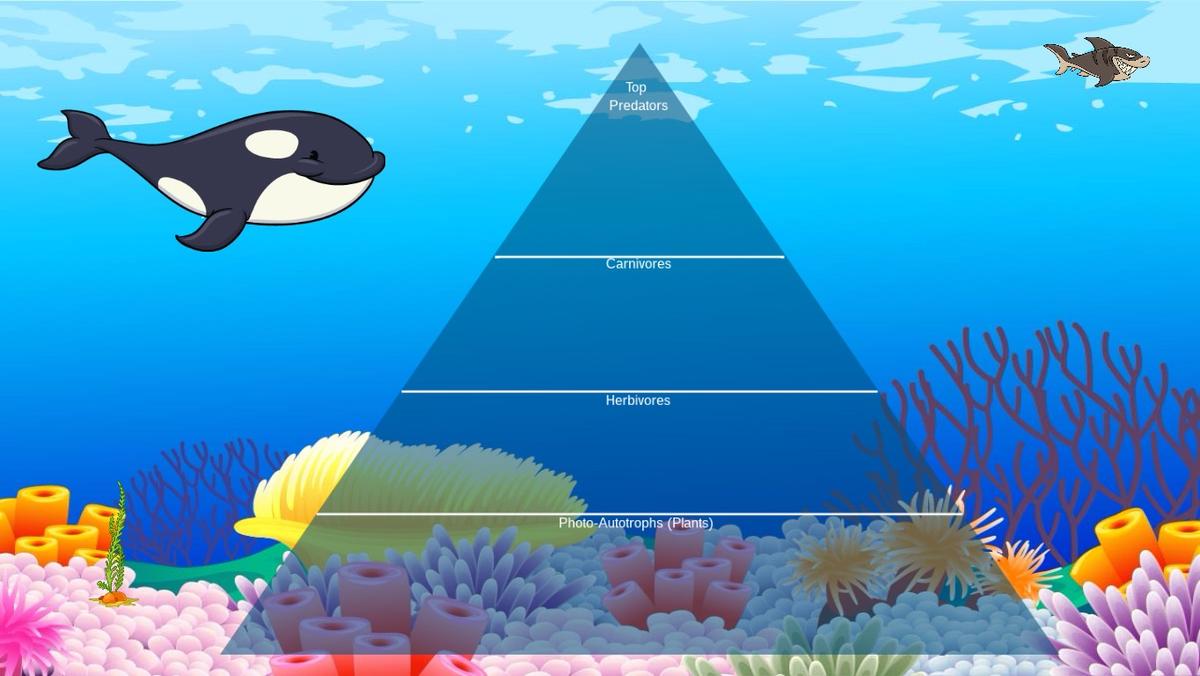 Ocean Ecological Pyramid - TEMPLATE