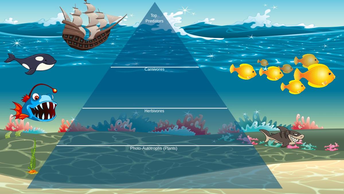 Ocean Ecological Pyramid - TEMPLATE