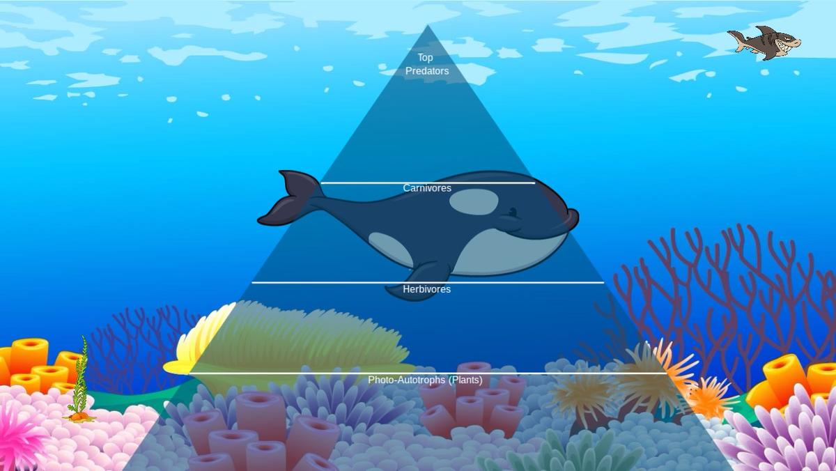 Ocean Ecological Pyramid - TEMPLATE