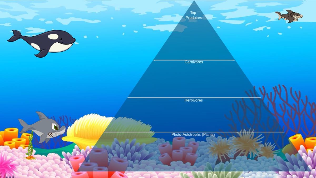 Ocean Ecological Pyramid - TEMPLATE