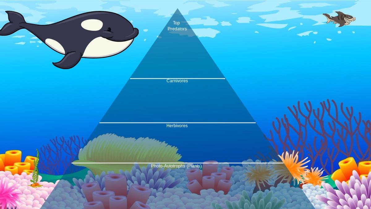 Ocean Ecological Pyramid - TEMPLATE