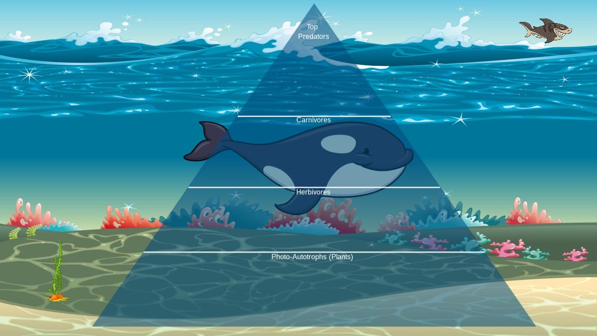 Ocean Ecological Pyramid - TEMPLATE