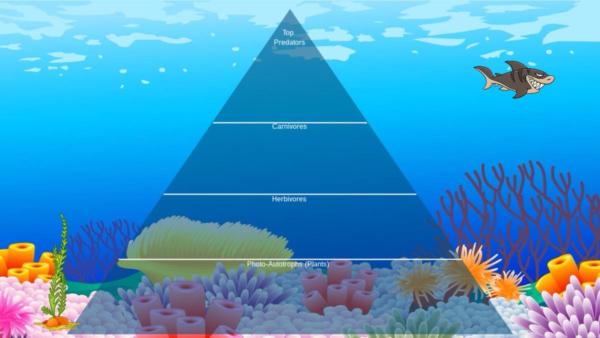 Ocean Ecological Pyramid - TEMPLATE