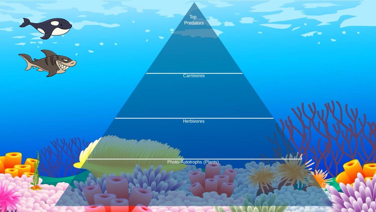 Ocean Ecological Pyramid - TEMPLATE