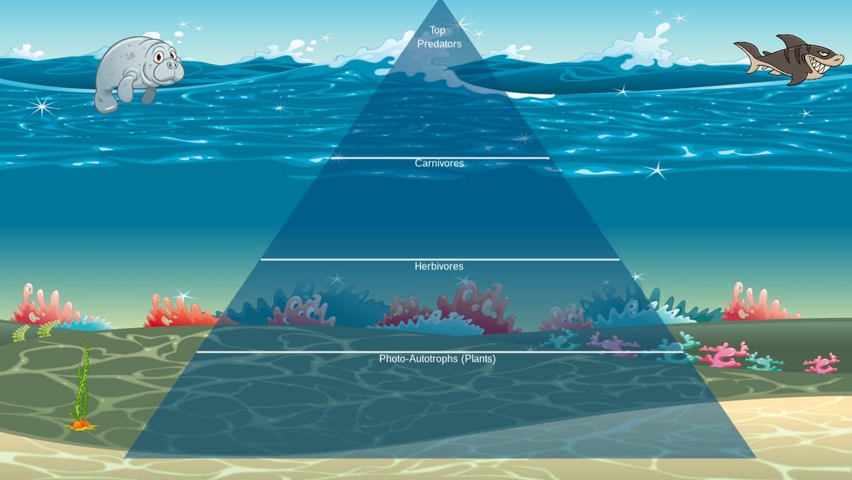 Ocean Ecological Pyramid - TEMPLATE