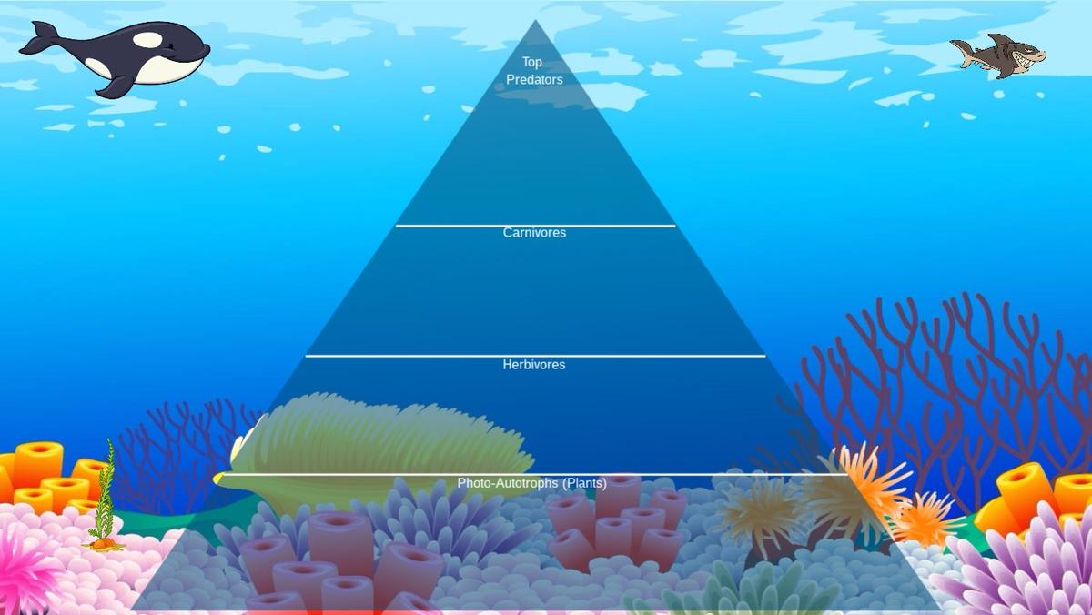 Ocean Ecological Pyramid - TEMPLATE