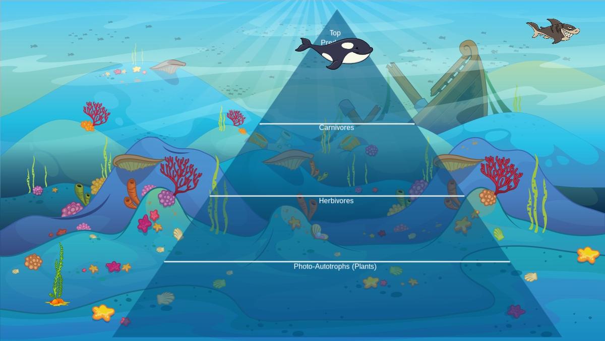 Ocean Ecological Pyramid - TEMPLATE