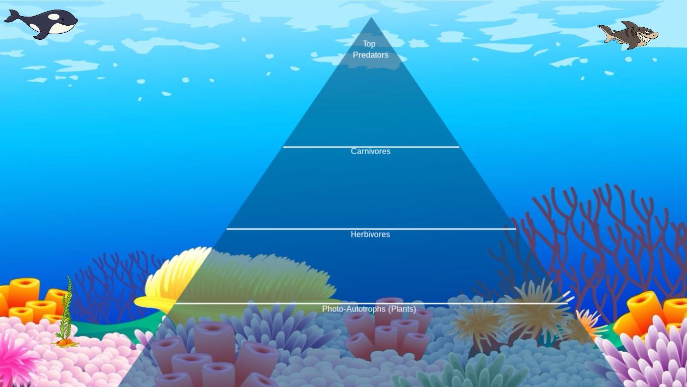 Ocean Ecological Pyramid - TEMPLATE