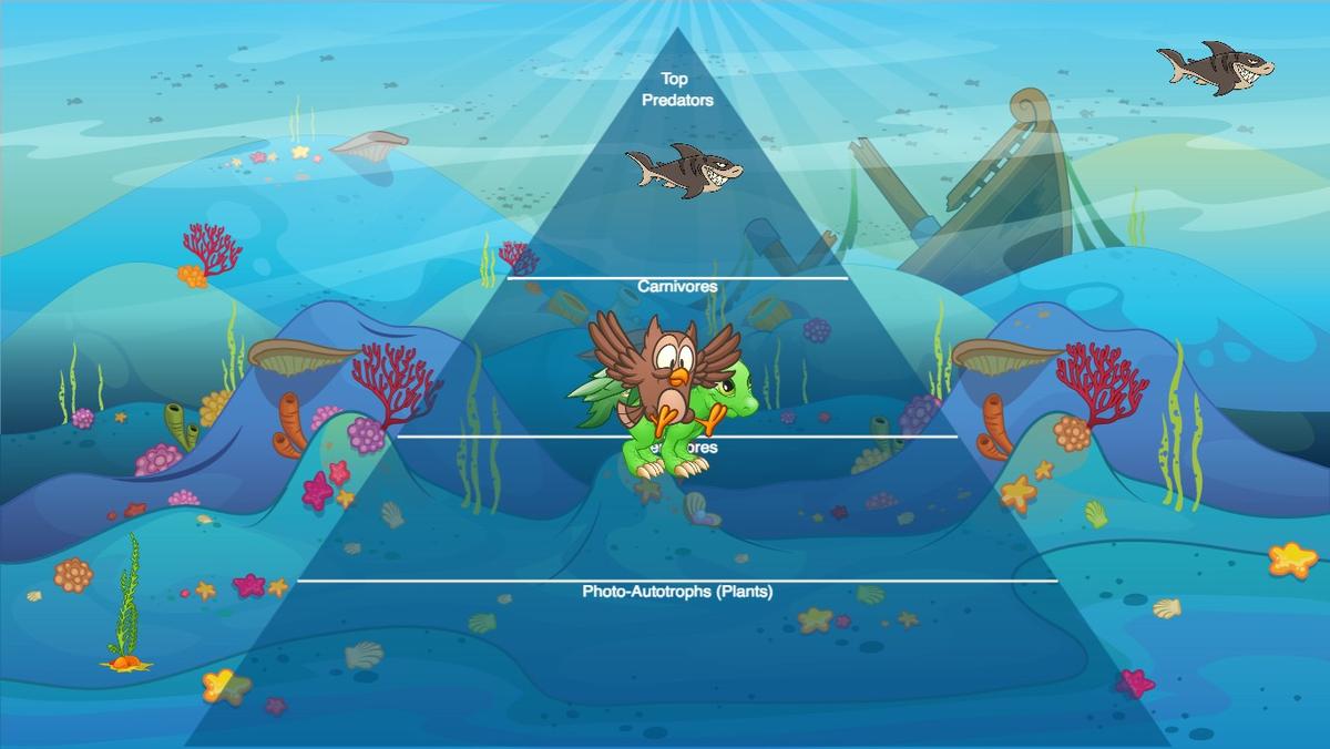 Ocean Ecological Pyramid - TEMPLATE