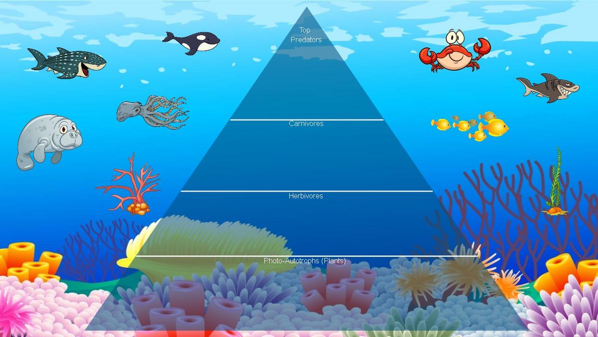 Ocean Ecological Pyramid - TEMPLATE