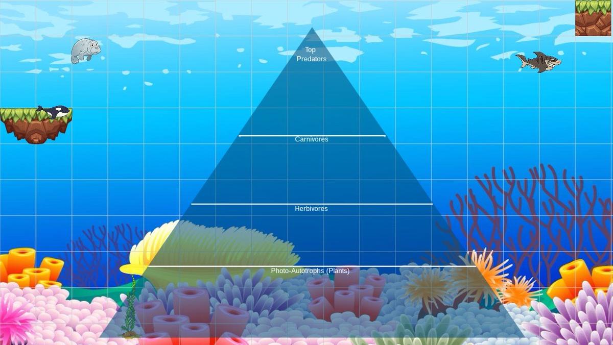 Ocean Ecological Pyramid - TEMPLATE