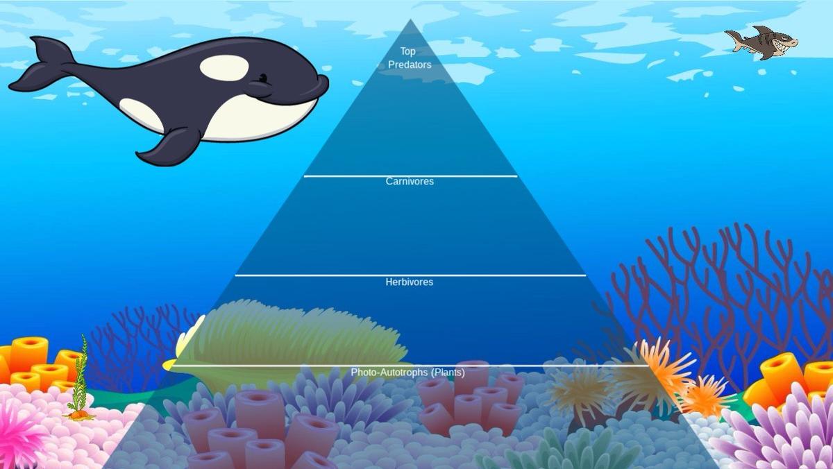 Ocean Ecological Pyramid - TEMPLATE