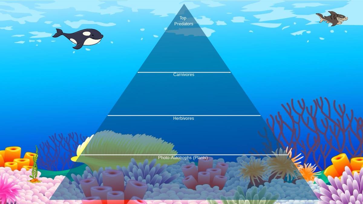 Ocean Ecological Pyramid - TEMPLATE