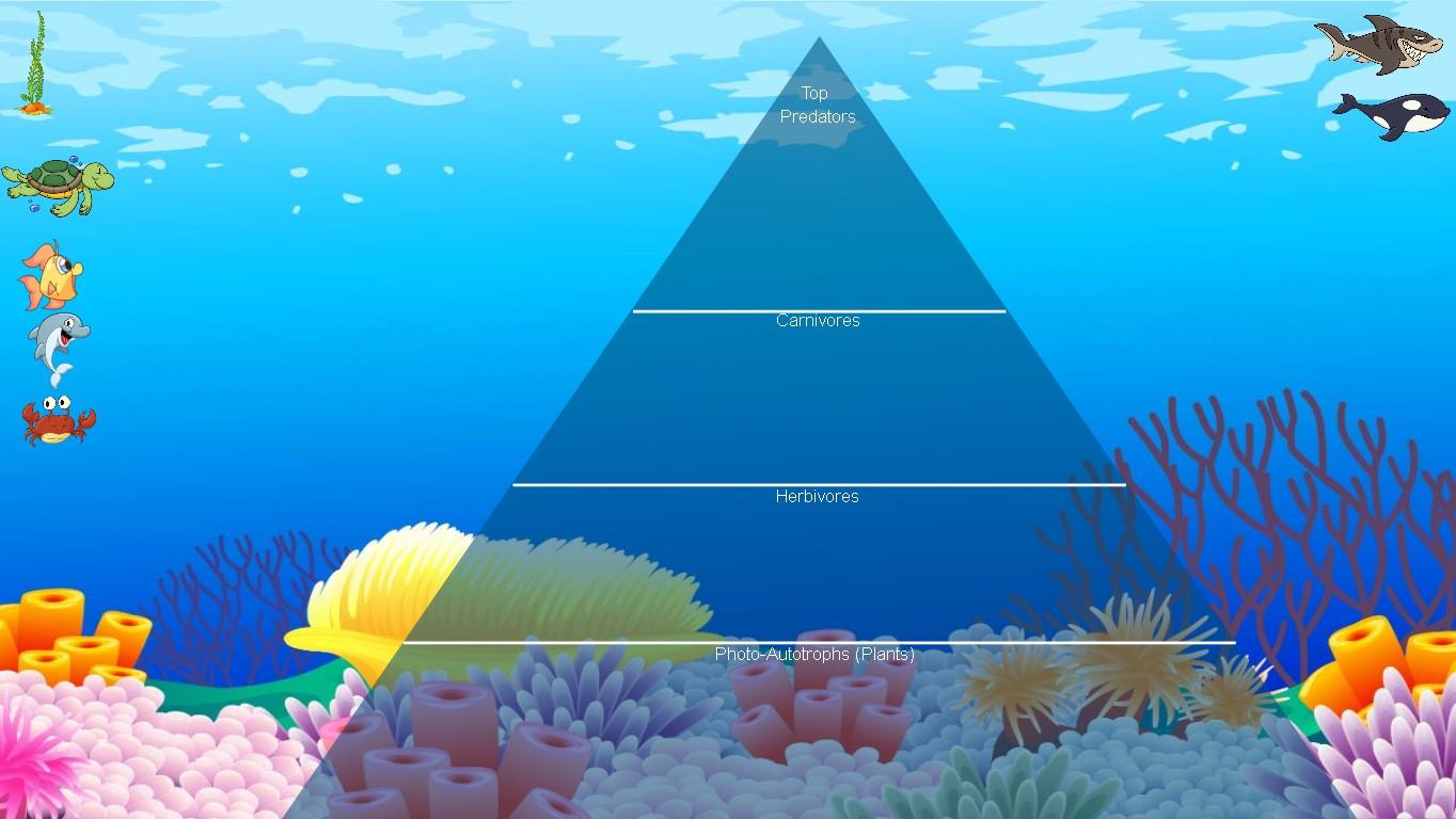 Ocean Ecological Pyramid - TEMPLATE