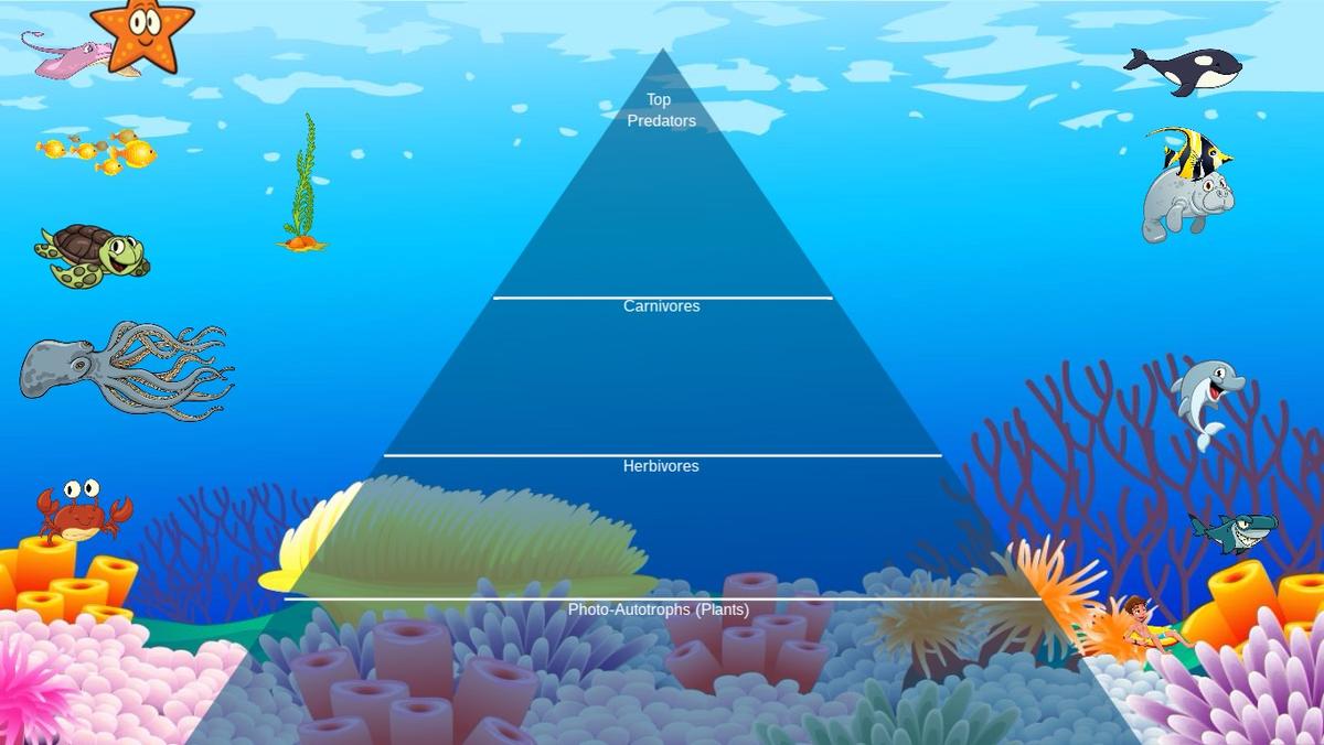 Ocean Ecological Pyramid - TEMPLATE