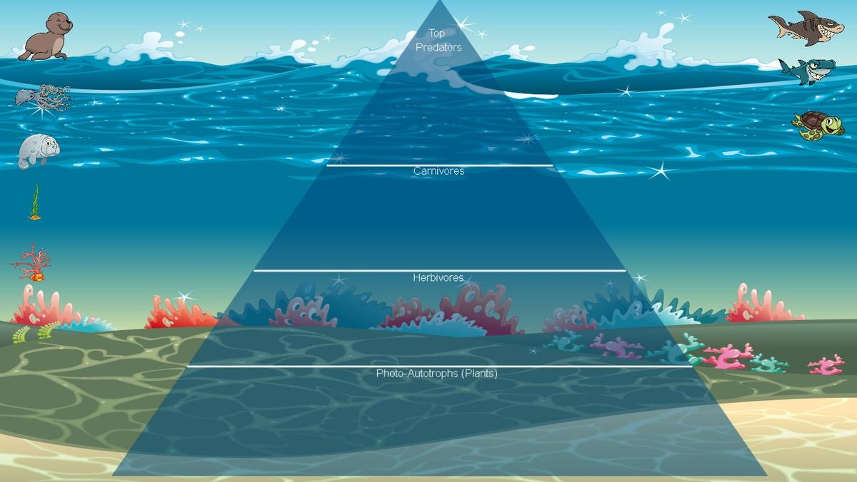 Ocean Ecological Pyramid - TEMPLATE