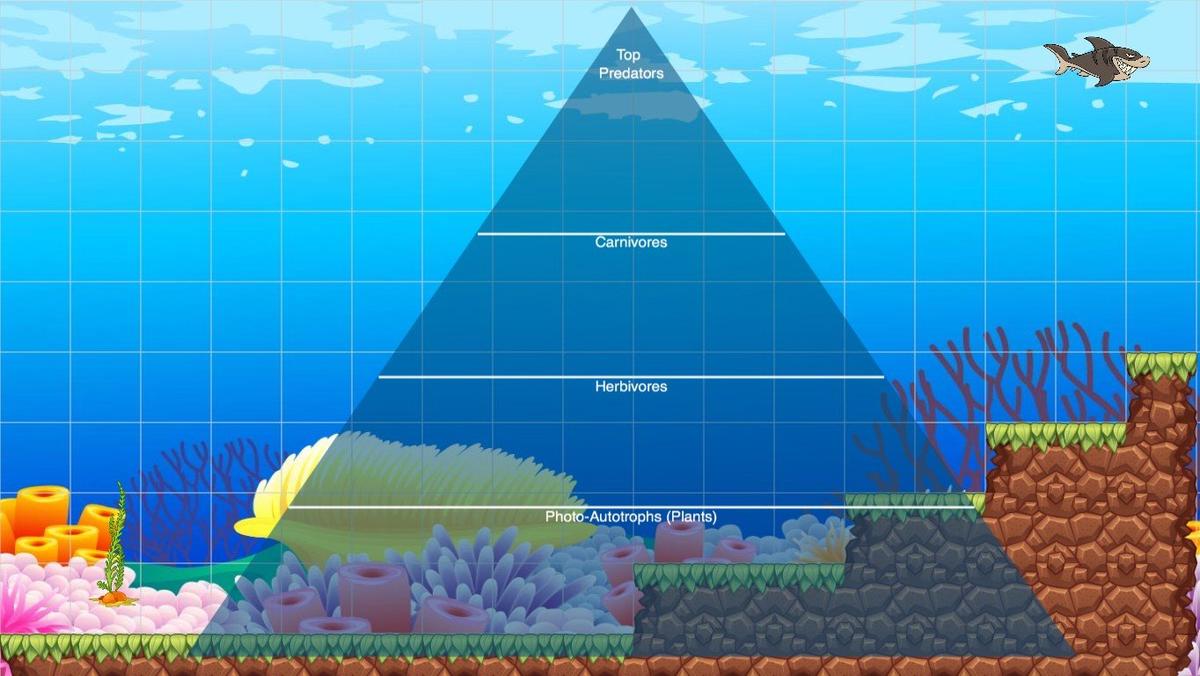 Ocean Ecological Pyramid - TEMPLATE