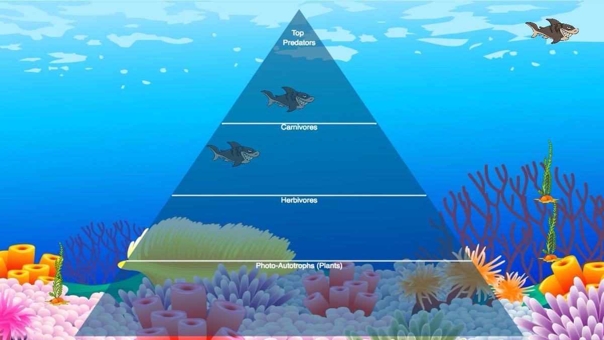 Ocean Ecological Pyramid - TEMPLATE