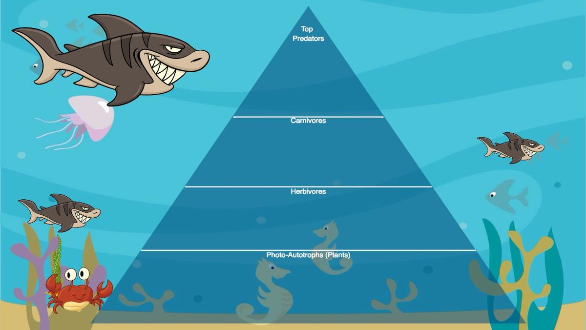 Ocean Ecological Pyramid - TEMPLATE