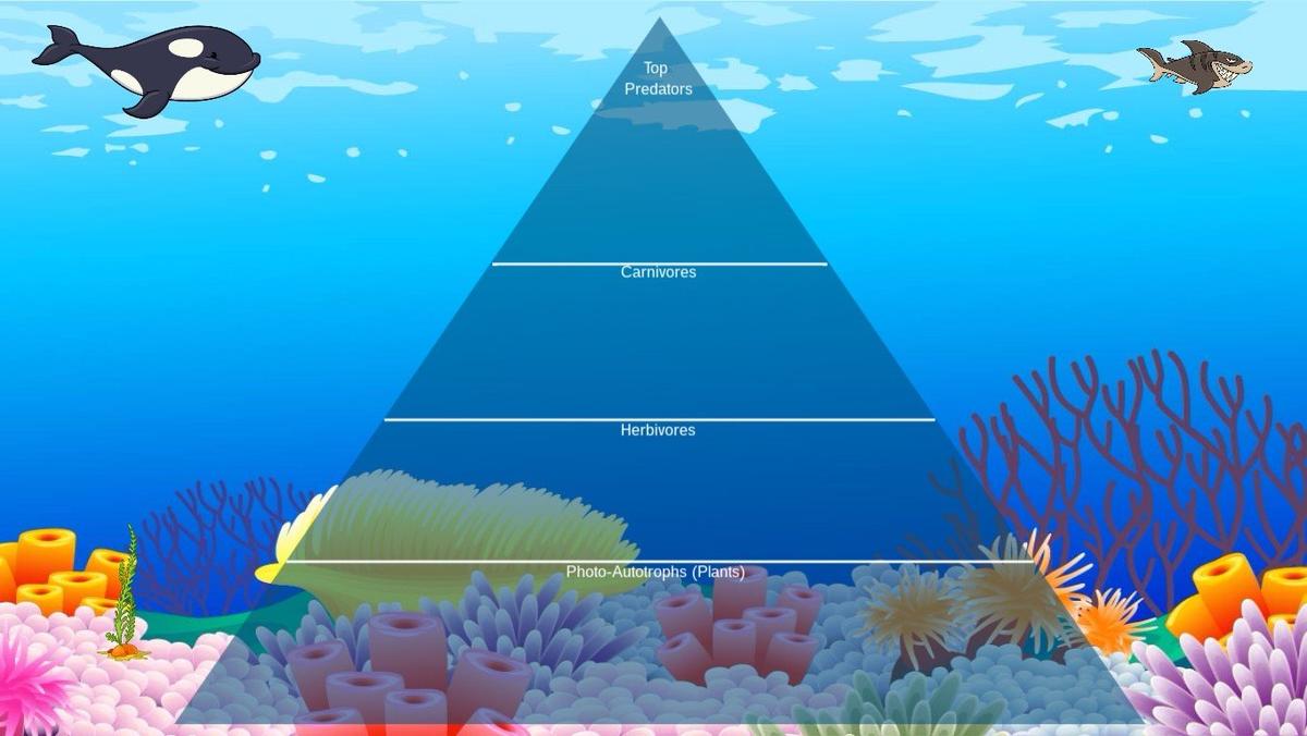 Ocean Ecological Pyramid - TEMPLATE