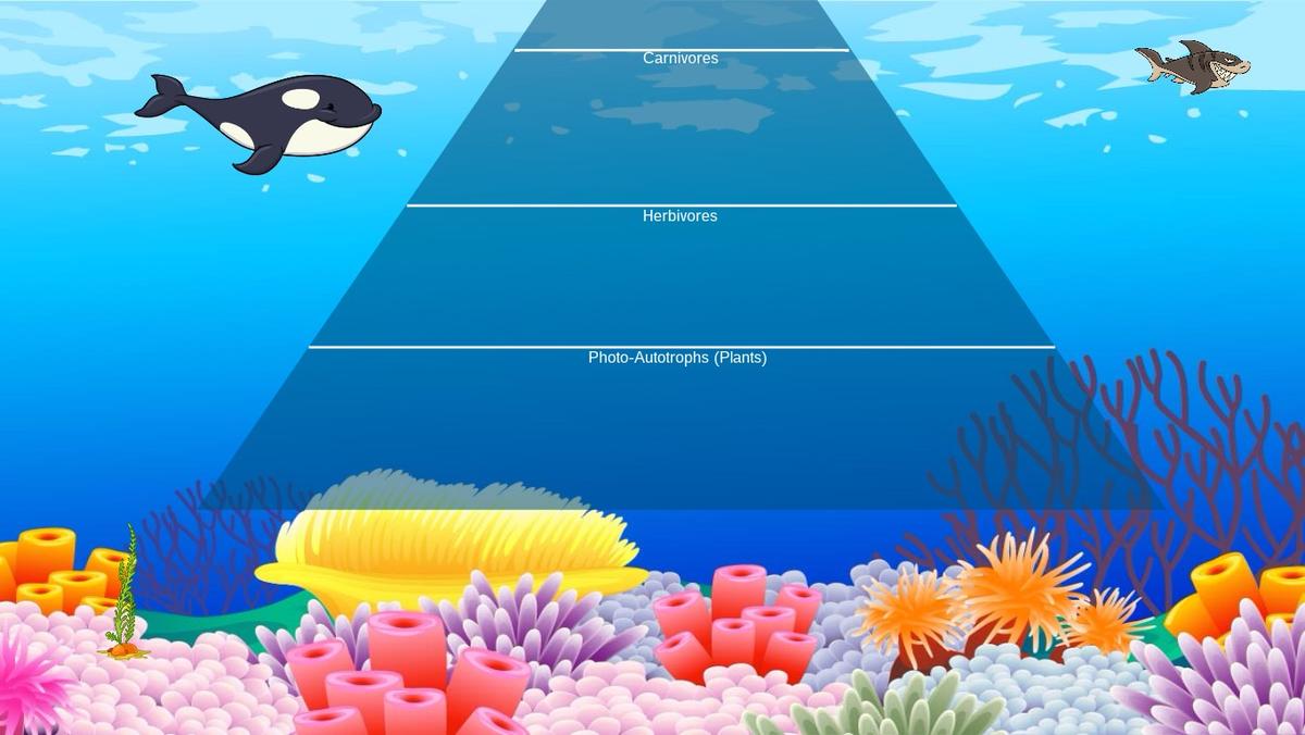 Ocean Ecological Pyramid - TEMPLATE