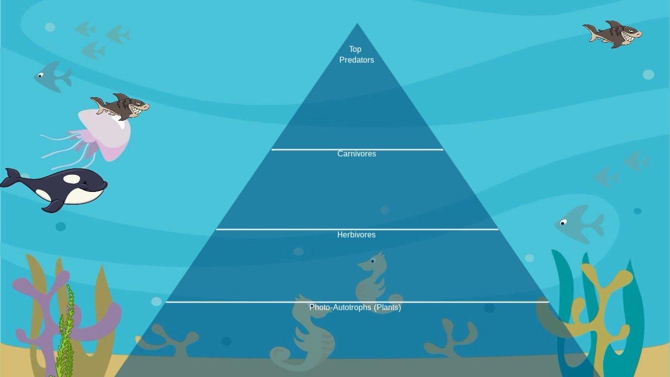 Ocean Ecological Pyramid - TEMPLATE