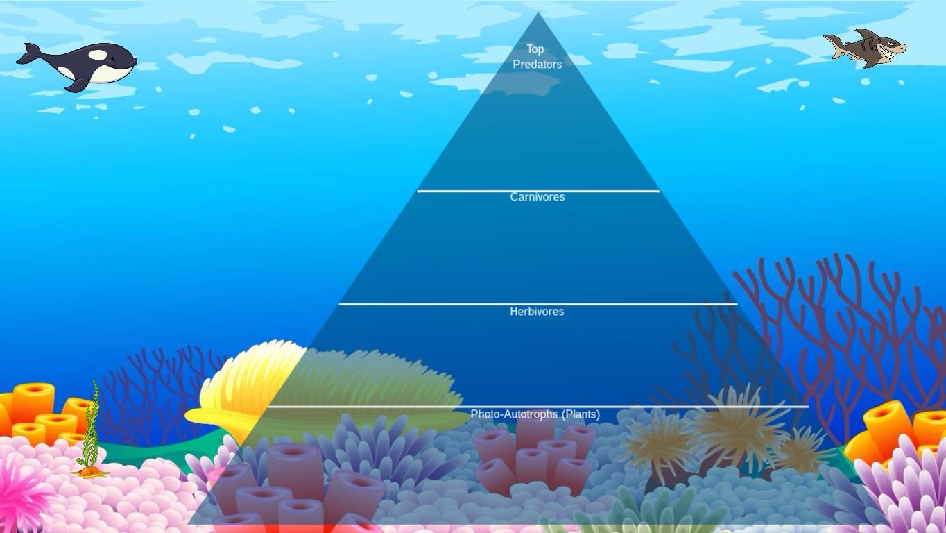 Ocean Ecological Pyramid - TEMPLATE