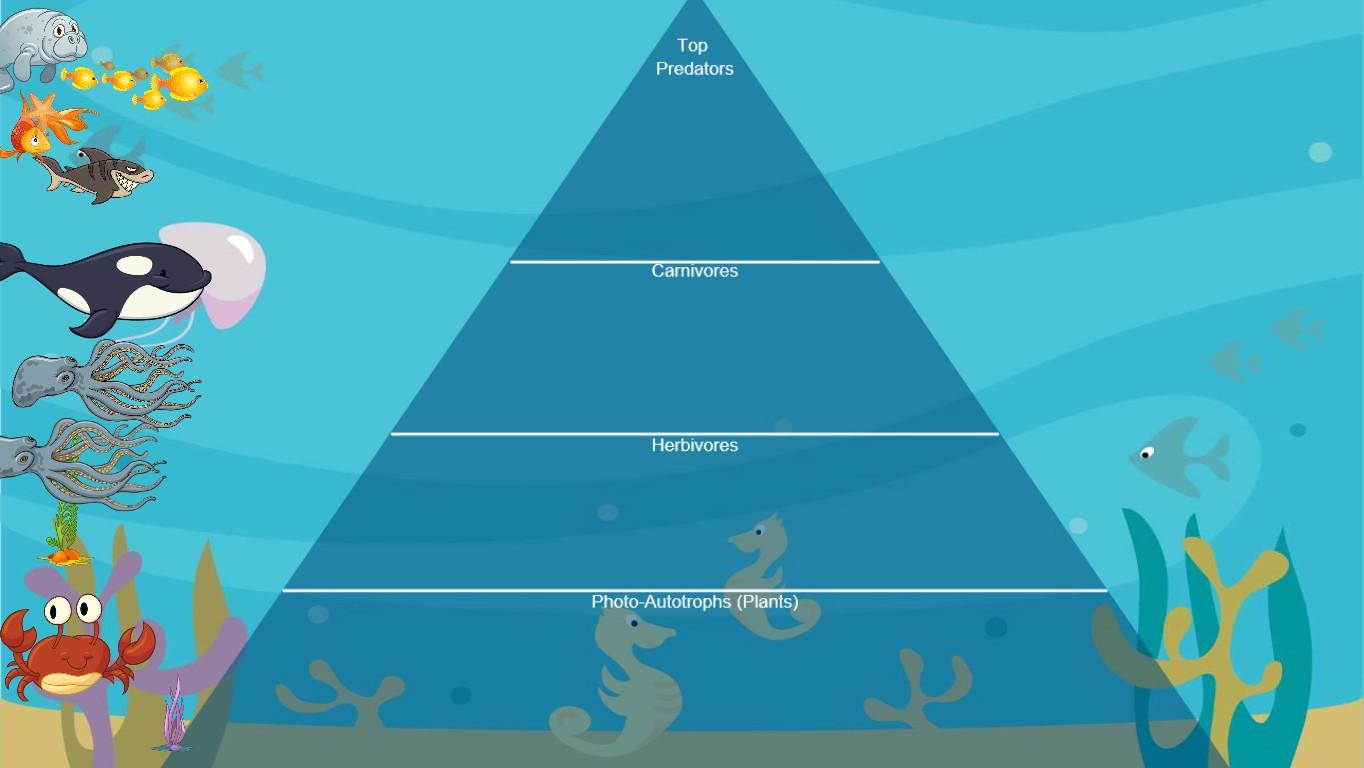 Ocean Ecological Pyramid - TEMPLATE